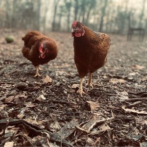 Meet your Posher, Jaza